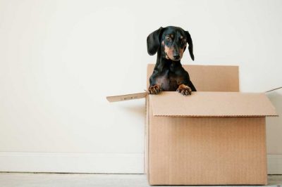 Image of a Dachshund in a cardboard box